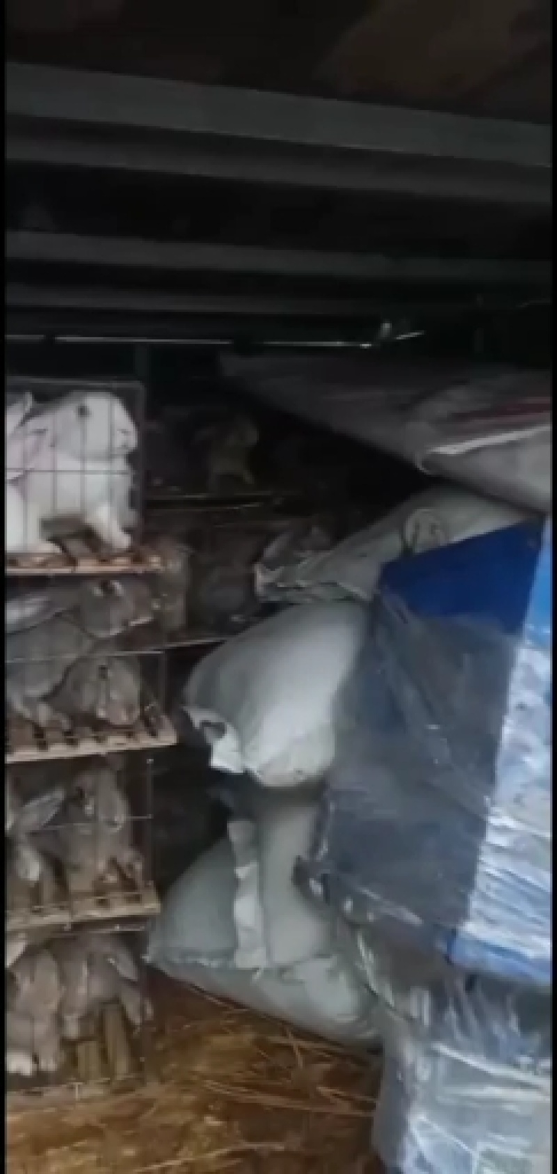 肉兔！比利时兔，伊拉肉兔！新西兰肉兔等十多个品种齐全！