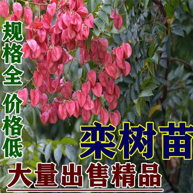 栾树苗黄山栾树北京栾树绿化苗木行道树小苗