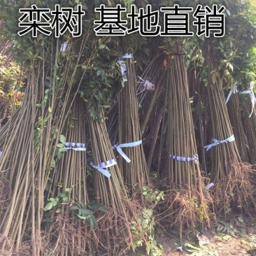 栾树苗黄山栾树北京栾树绿化苗木行道树小苗