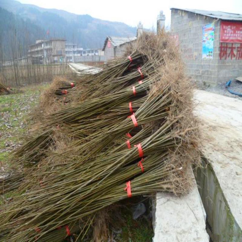 栾树苗黄山栾树北京栾树绿化苗木行道树小苗