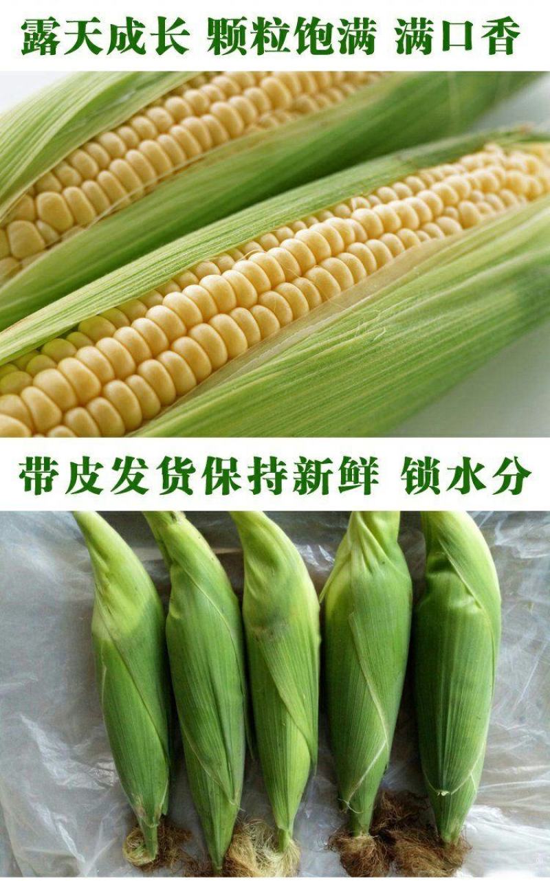 现摘水果甜玉米即食生吃棒新鲜水果类当季时令整10斤包邮