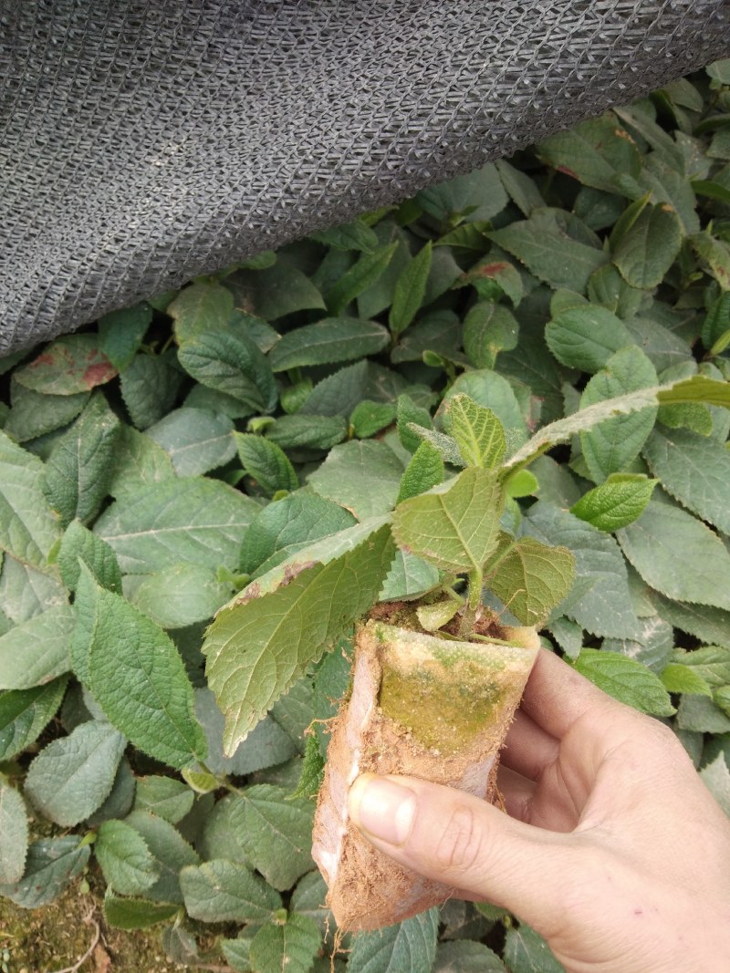 优质纯五指毛桃种子杯苗