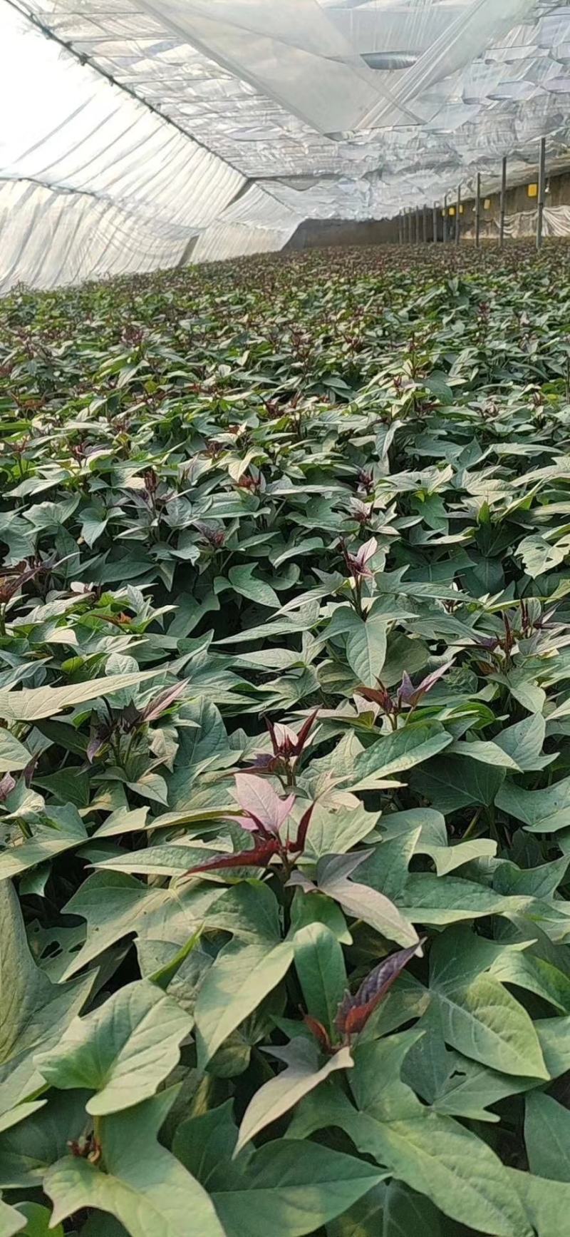 玛莎莉红薯苗玛莎莉薯苗玛莎莉蜜薯苗玛莎莉黄金蜜薯苗