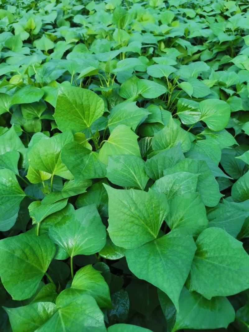 玛莎莉红薯苗玛莎莉薯苗玛莎莉蜜薯苗玛莎莉黄金蜜薯苗