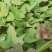 玛莎莉红薯苗玛莎莉薯苗玛莎莉蜜薯苗玛莎莉黄金蜜薯苗