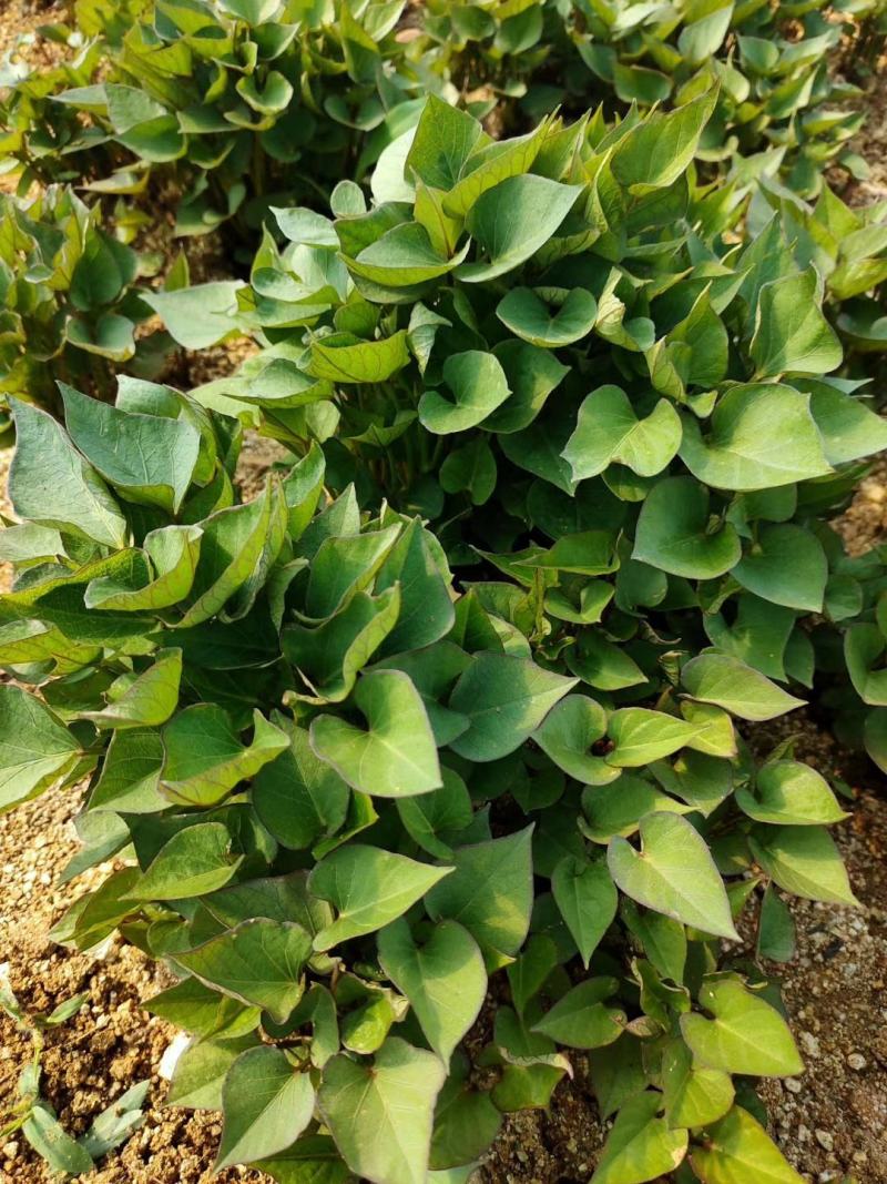 香薯苗天目山香薯苗天目山小香薯苗小香薯苗香红薯苗