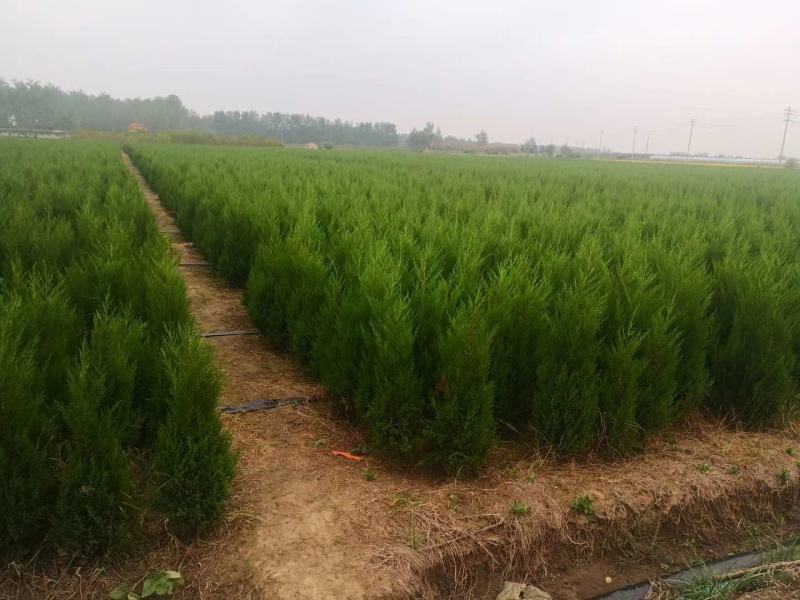 塔柏(蜀桧)桧柏塔柏树苗基地直供一手货源