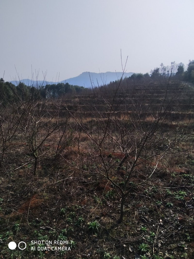 果园果园出租果园转让