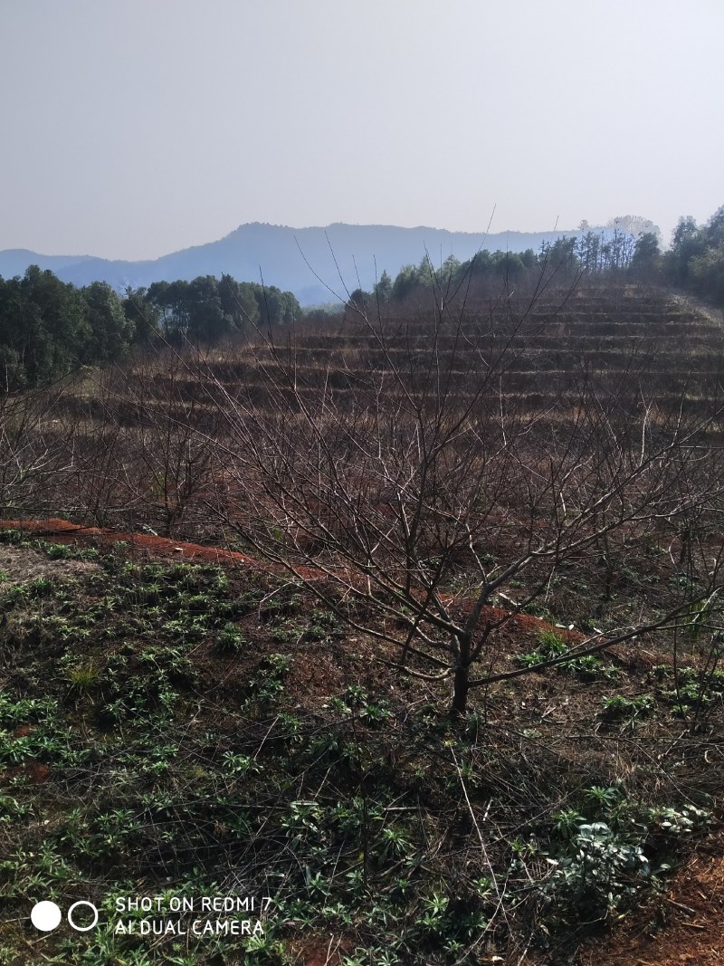 果园果园出租果园转让