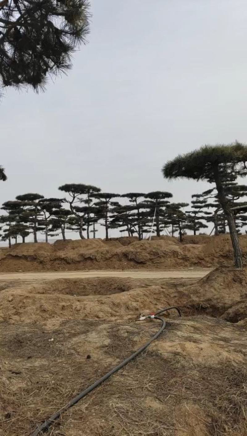 绿化苗木，松树，斜杆弯杆，造型松，规格齐全，质优价廉。