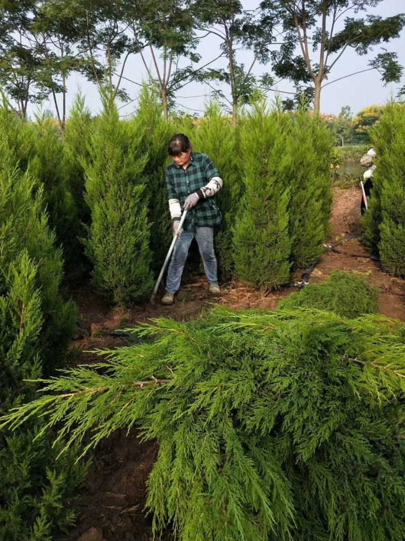 塔柏(蜀桧)塔柏树苗大量供应一手货源基地直供