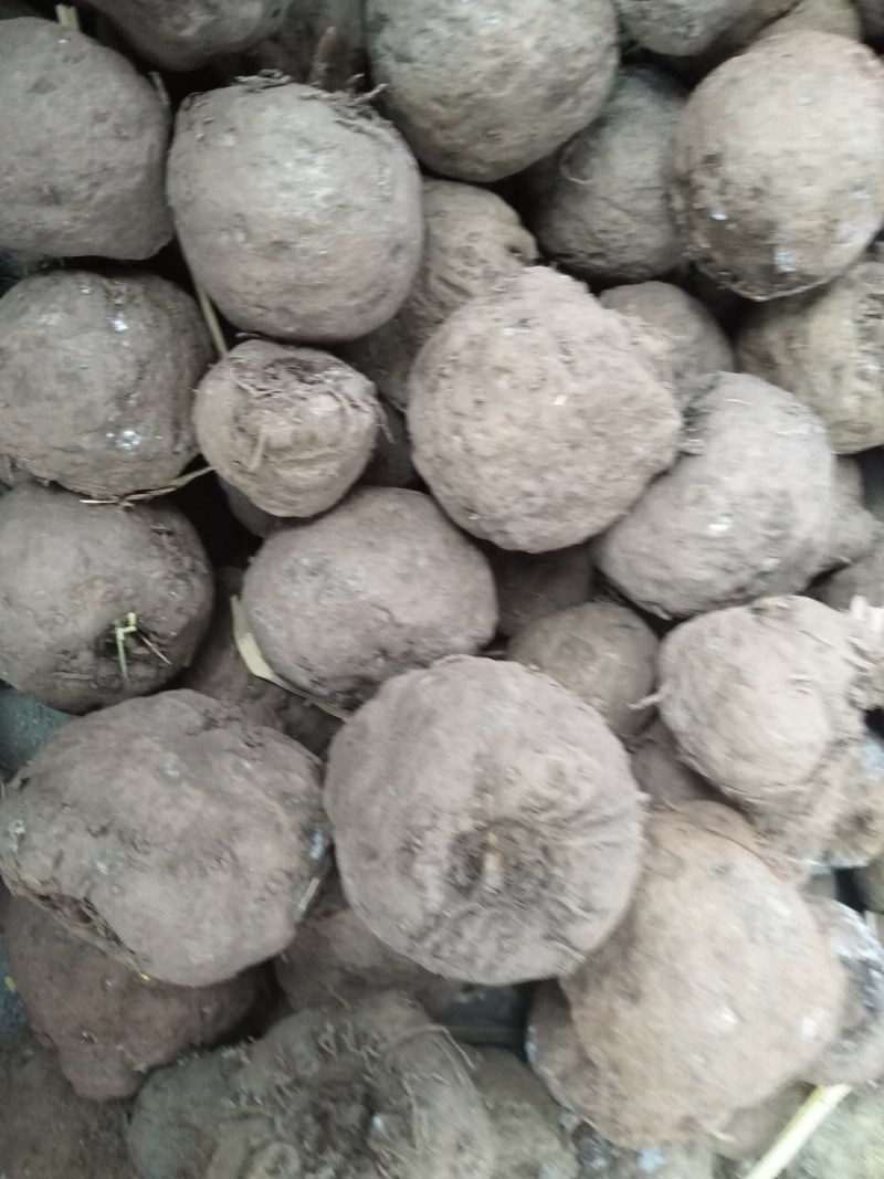 基地直共优良品种花磨芋
