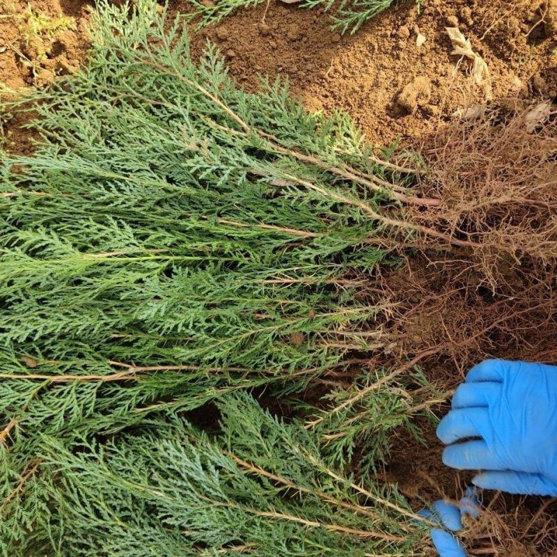 侧柏苗柏树苗各种规20-300侧柏基地侧柏批发侧柏杯苗