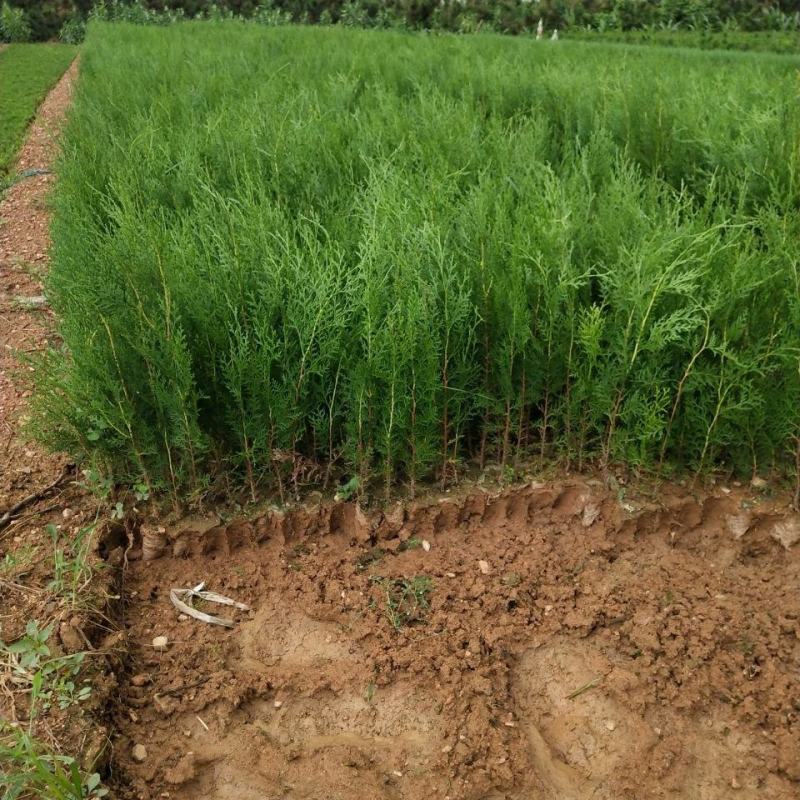 侧柏苗柏树苗各种规20-300侧柏基地侧柏批发侧柏杯苗