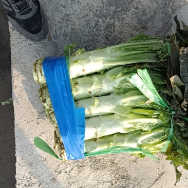 莴笋代办批发全国销售