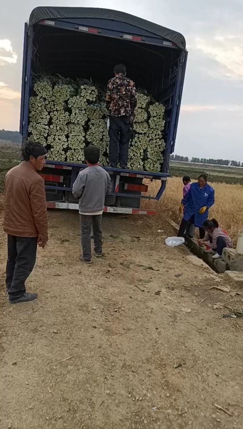 莴笋代办批发全国销售