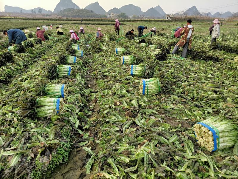 莴笋代办批发全国销售