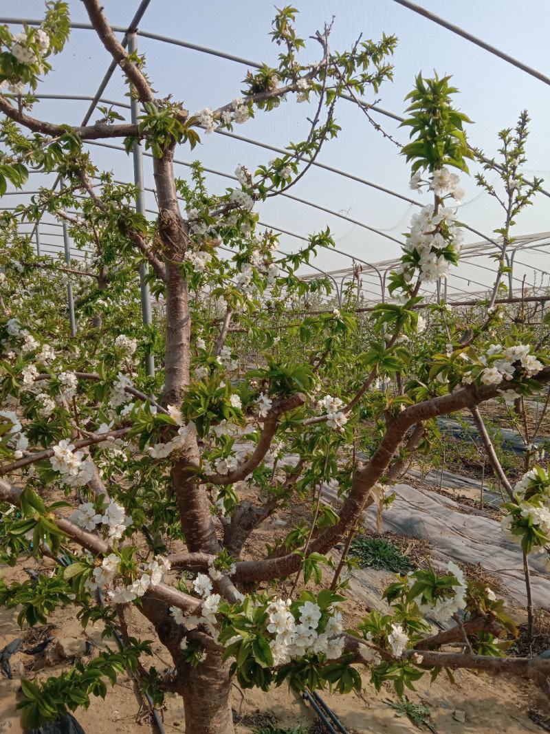 樱桃系列红灯，颜色漂亮，特封产伊朗晚红
