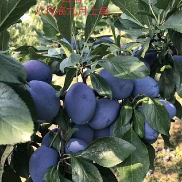 果形椭圆形颜色漂亮的女神李子苗现挖现卖的李子苗