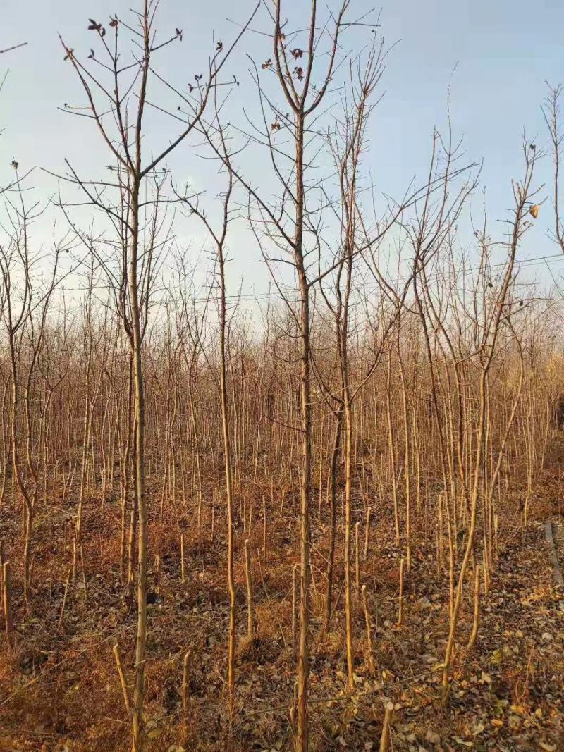 大量供应各种规格的流苏树3--25公分四月雪牛筋子