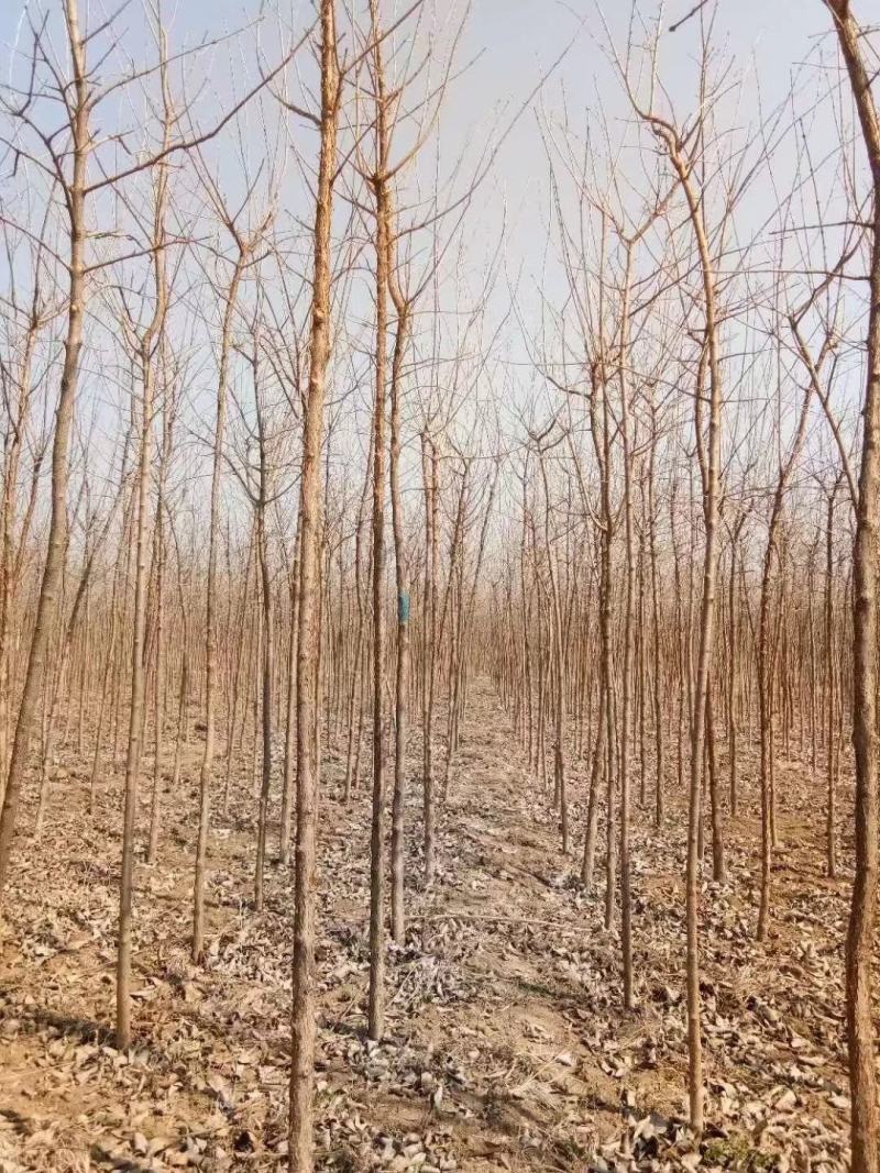 大量供应各种规格的流苏树3--25公分四月雪牛筋子
