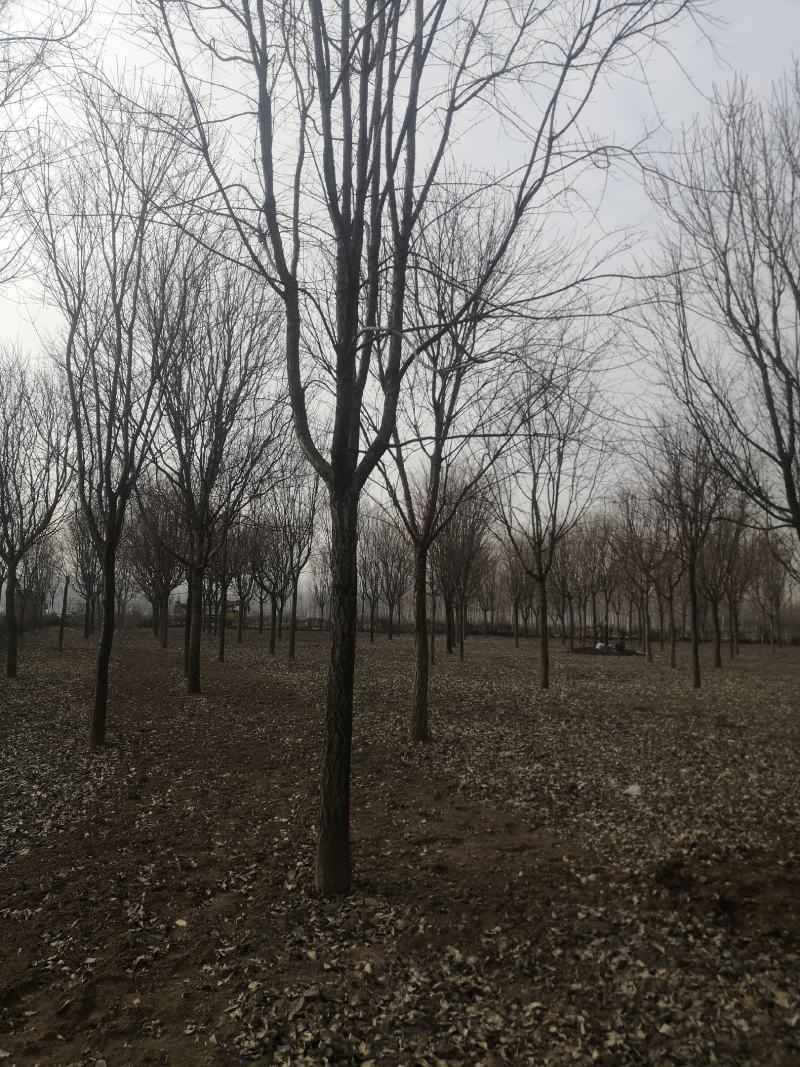 大量供应各种规格的流苏树3--25公分四月雪牛筋子