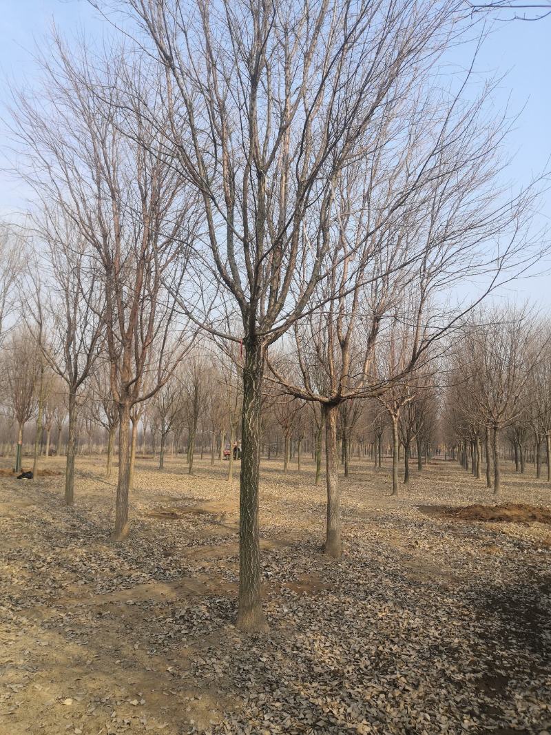 大量供应各种规格的流苏树3--25公分四月雪牛筋子