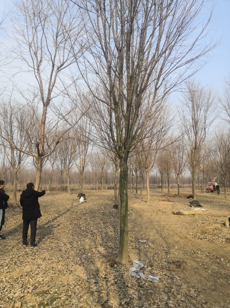 大量供应各种规格的流苏树3--25公分四月雪牛筋子