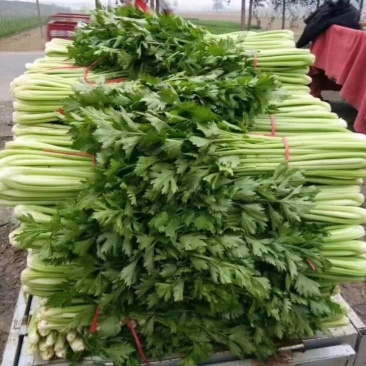 芹菜，本地芹菜大量有货