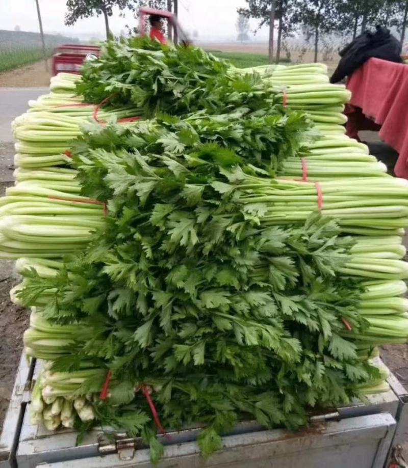 芹菜，本地芹菜大量有货