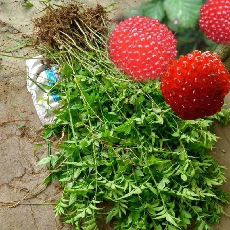 覆盆子苗，树莓苗，5～6月份果子成熟，香蜜甜好吃