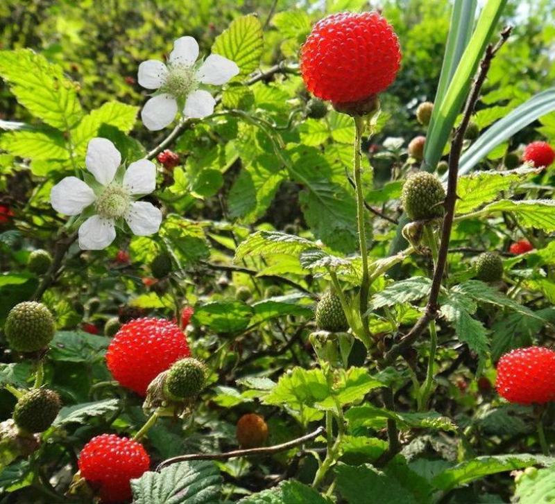 覆盆子苗，树莓苗，5～6月份果子成熟，香蜜甜好吃