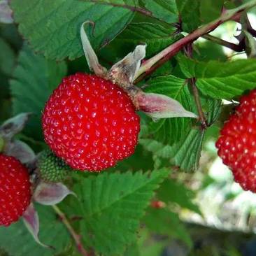 覆盆子苗，树莓苗，5～6月份果子成熟，香蜜甜好吃