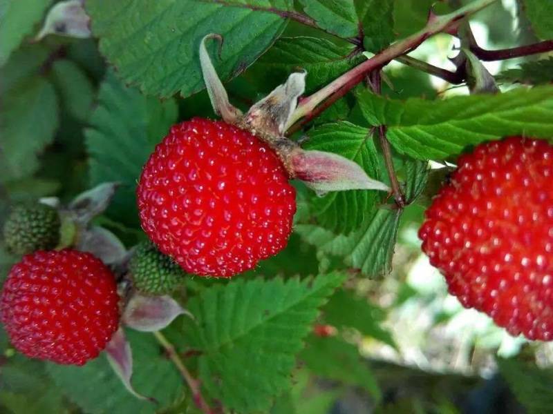 覆盆子苗，树莓苗，5～6月份果子成熟，香蜜甜好吃
