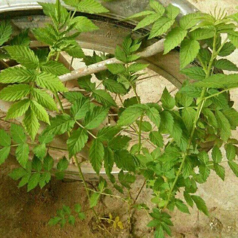 覆盆子苗，树莓苗，5～6月份果子成熟，香蜜甜好吃