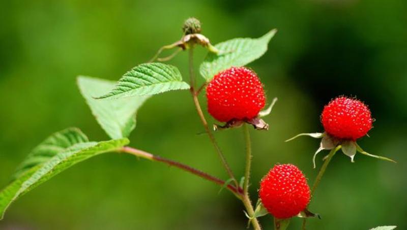 覆盆子苗，树莓苗，5～6月份果子成熟，香蜜甜好吃