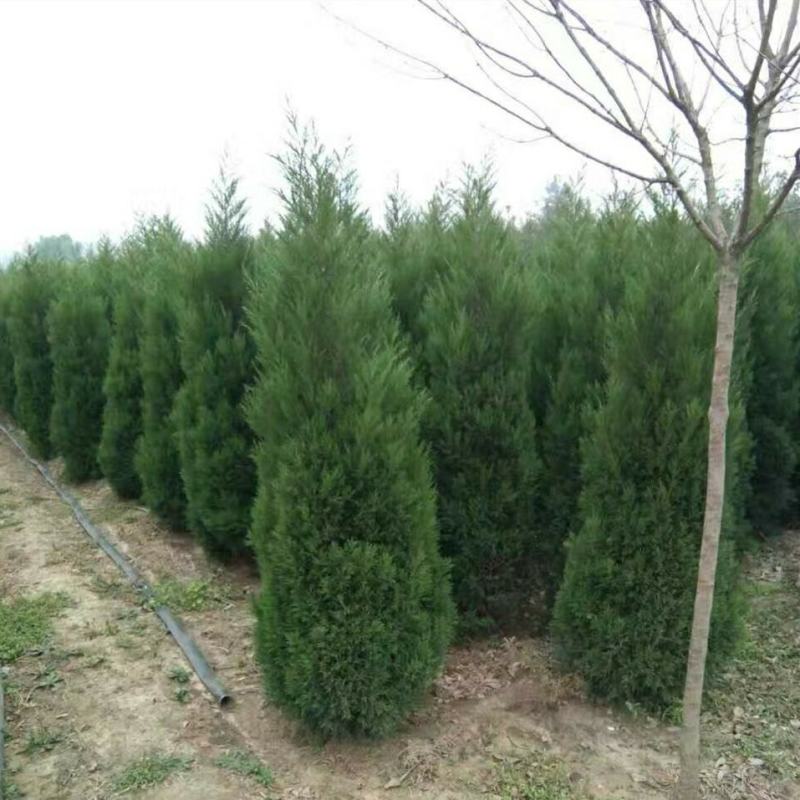 蜀桧、蜀块、塔柏、蜀侩大小规格齐全蜀桧小苗