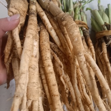 云南普洱茴香根_鲜货_炖鸡、炖排骨等_包邮