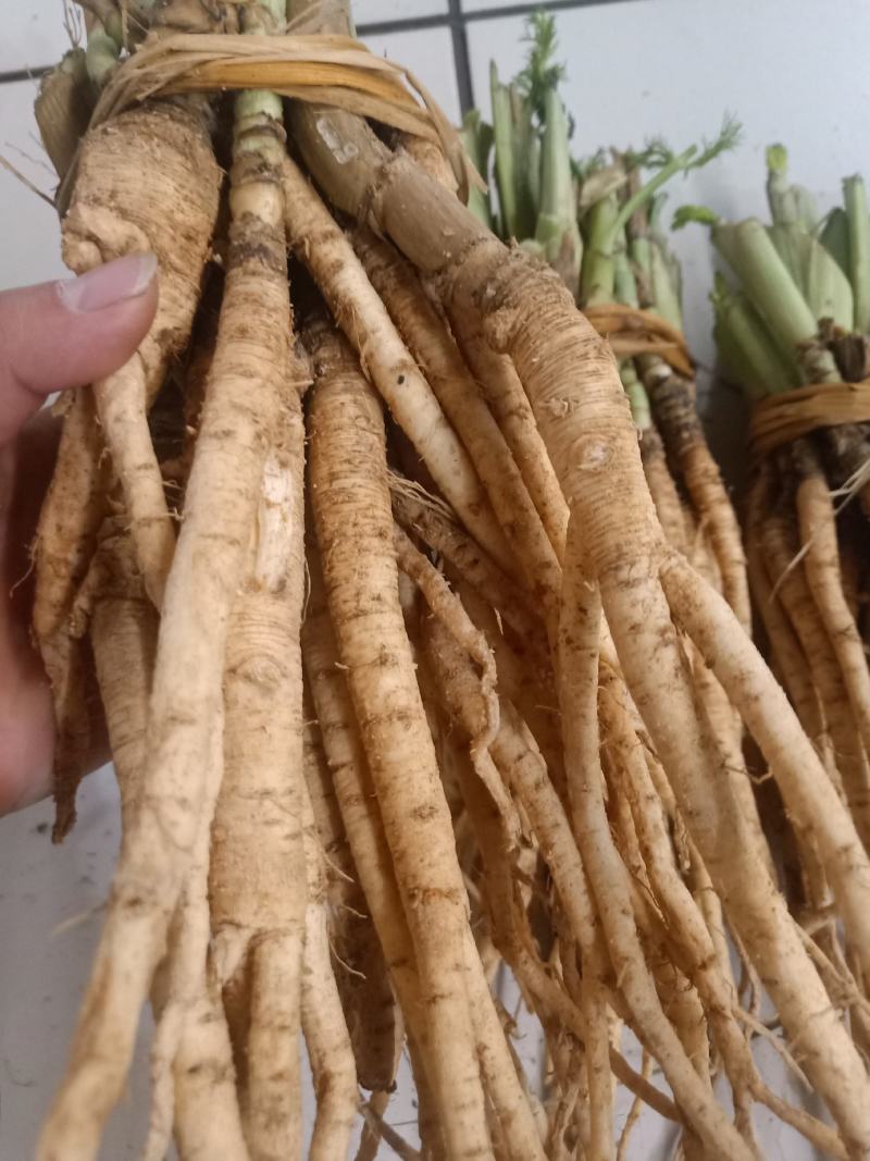 云南普洱茴香根_鲜货_炖鸡、炖排骨等_包邮