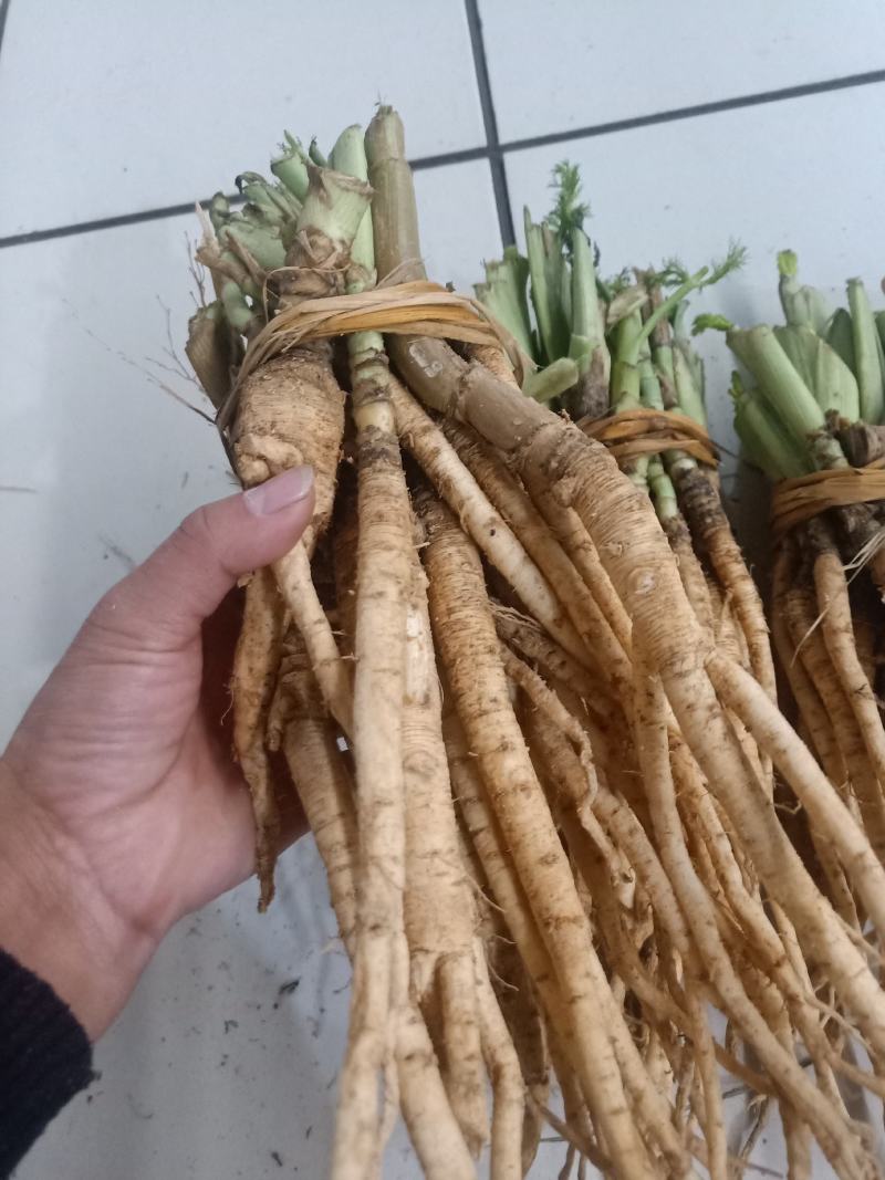 云南普洱茴香根_鲜货_炖鸡、炖排骨等_包邮