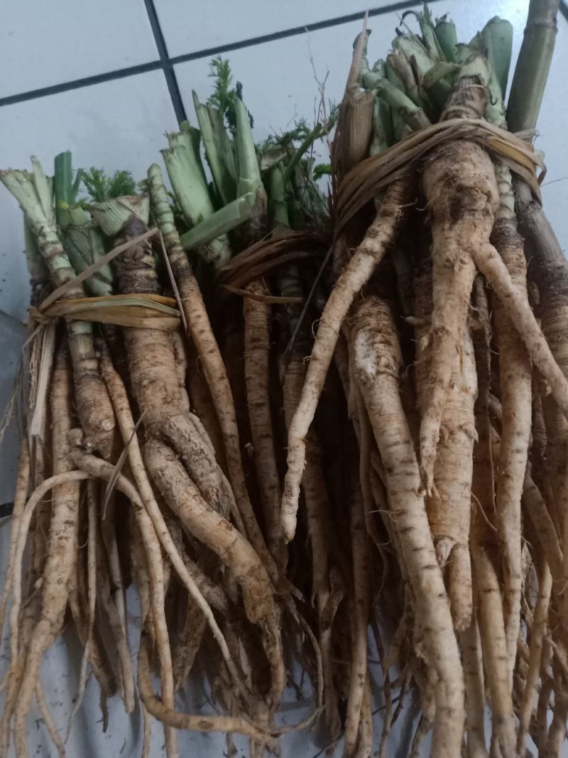 云南普洱茴香根_鲜货_炖鸡、炖排骨等_包邮