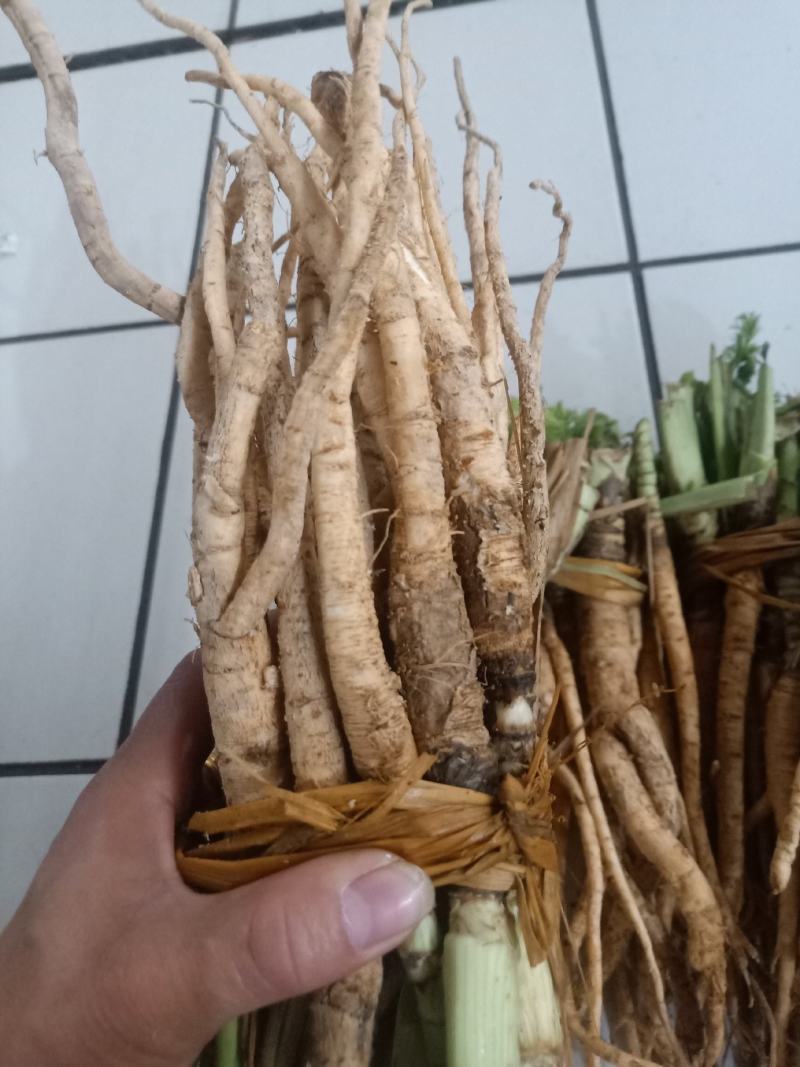 云南普洱茴香根_鲜货_炖鸡、炖排骨等_包邮