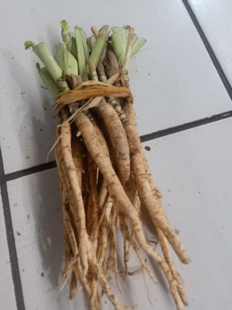 云南普洱茴香根_鲜货_炖鸡、炖排骨等_包邮