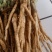 云南普洱茴香根_鲜货_炖鸡、炖排骨等_包邮