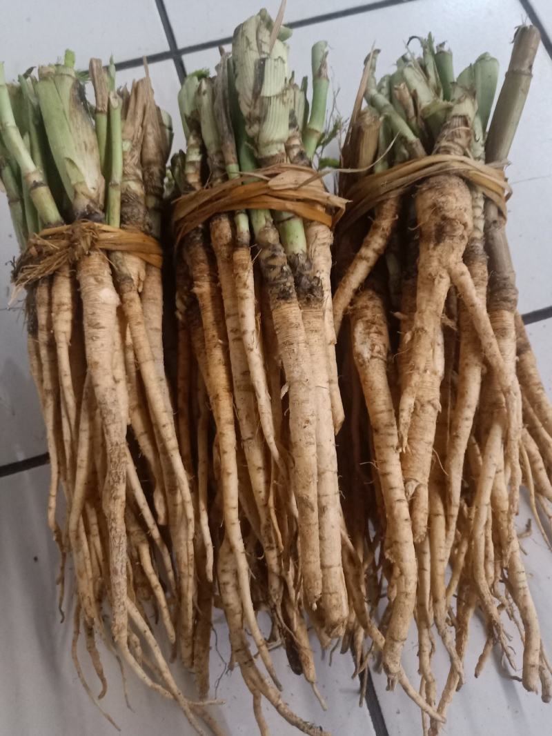 云南普洱茴香根_鲜货_炖鸡、炖排骨等_包邮