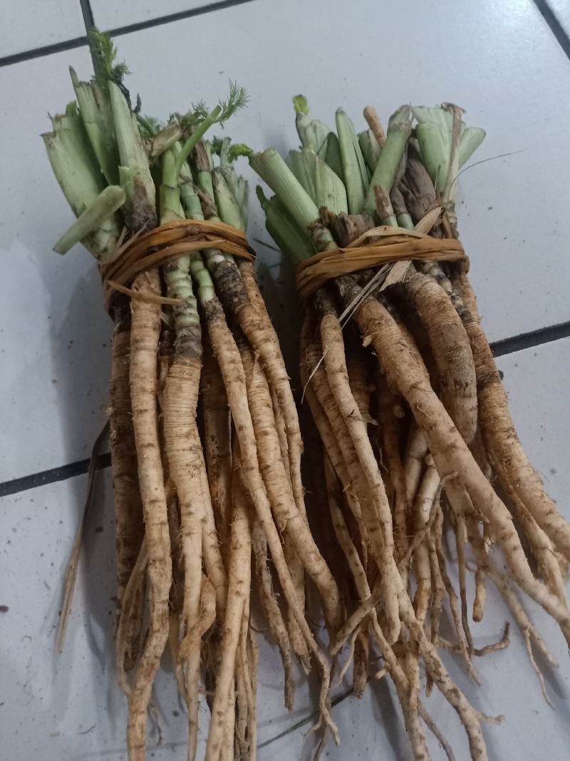 云南普洱茴香根_鲜货_炖鸡、炖排骨等_包邮
