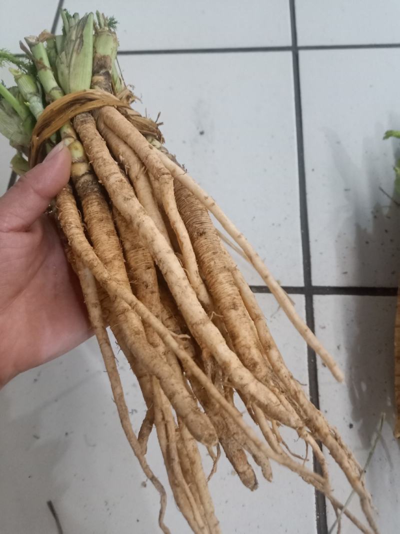 云南普洱茴香根_鲜货_炖鸡、炖排骨等_包邮