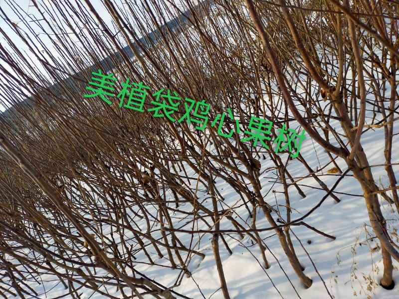本苗圃出售，营养杯苗鸡心果树苗，美植袋苗，1/2/3公分
