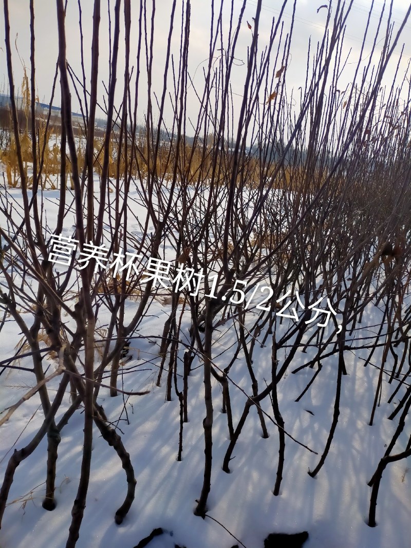 本苗圃出售，营养杯苗鸡心果树苗，美植袋苗，1/2/3公分