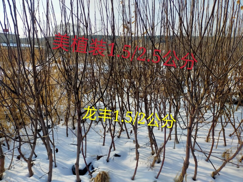 本苗圃出售，营养杯苗鸡心果树苗，美植袋苗，1/2/3公分